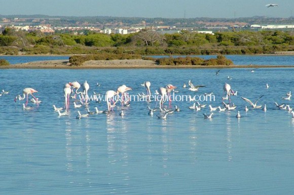 Nýbygging - RAÐHÚS - San Pedro del Pinatar - Pueblo