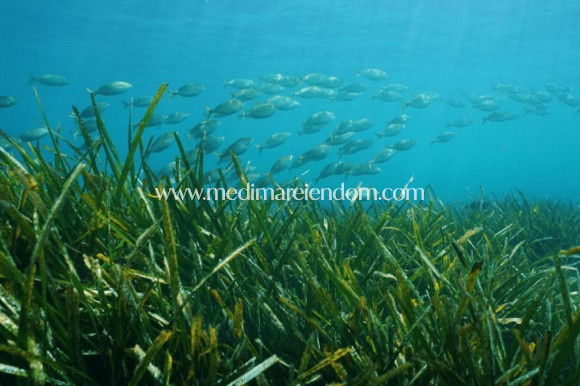 Obra Nueva - Villa - Benissa - Racó De Galena