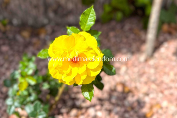 Resale - Apartment - Orihuela Costa - Playa Flamenca