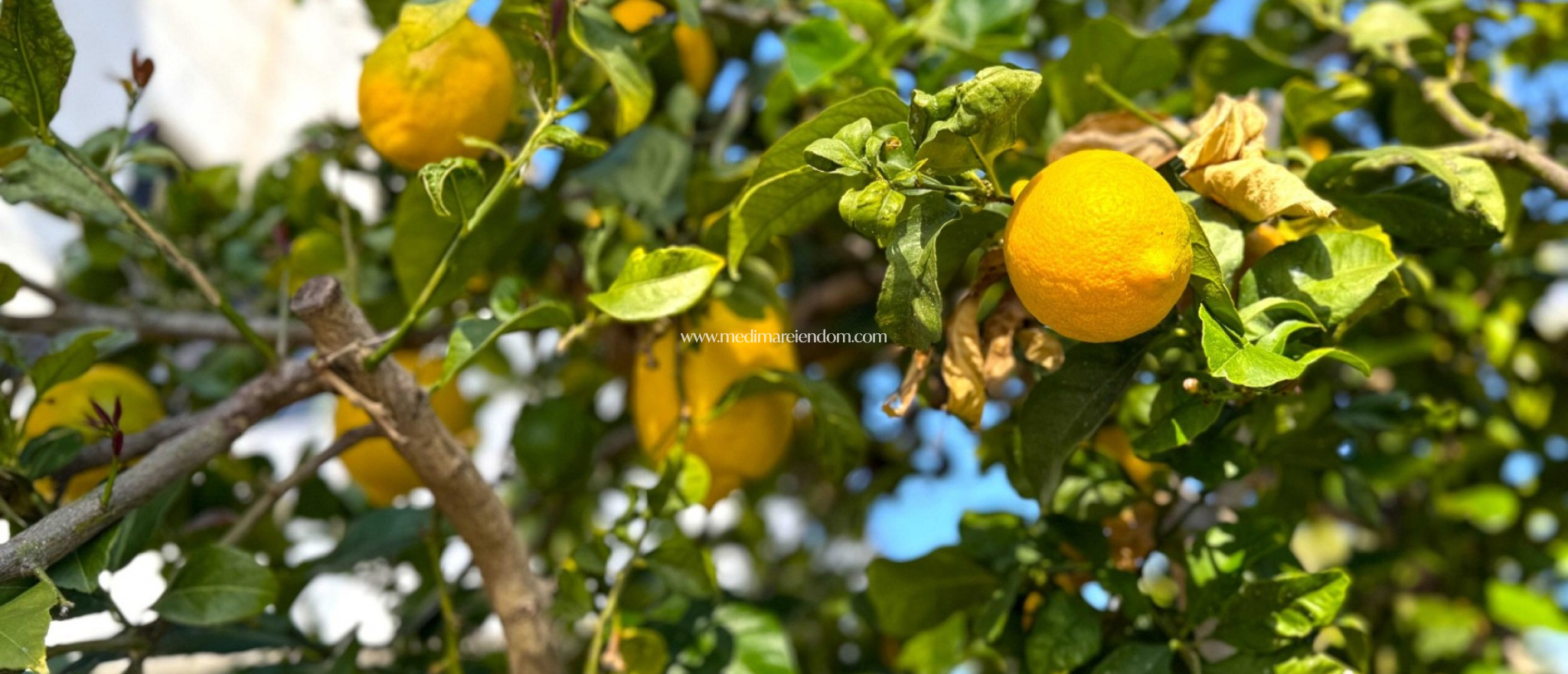 Tweedehands - Vrijstaande Villa - Orihuela Costa - Villamartín