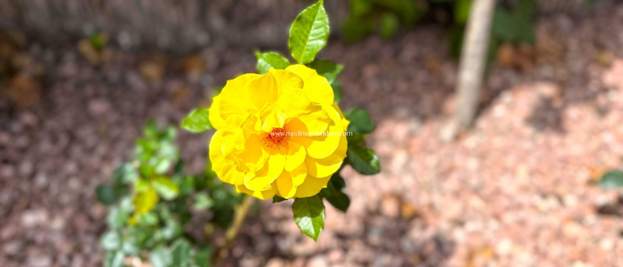 Вторичный рынок - Апартаменты - Orihuela Costa - Playa Flamenca